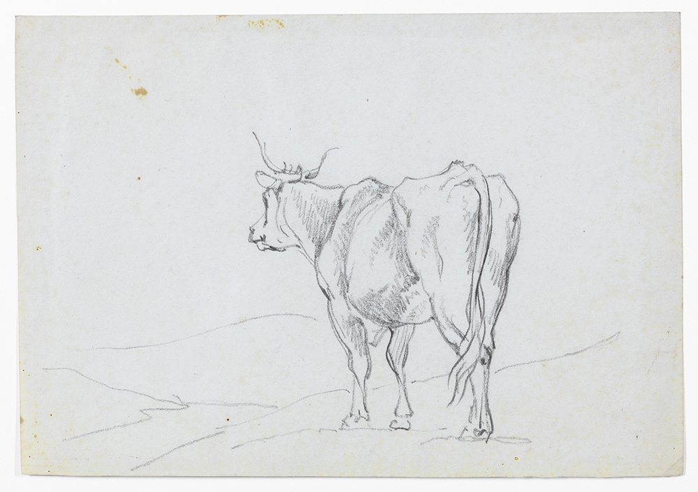 Staande koe (studie)